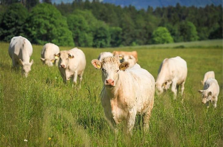 The Ultimate Guide to Heavy Duty Cattle Gate Hinges