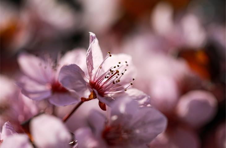 The Allure of Li Hing Plum Candy: A Sweet Journey