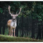 Mastering the Art of Hinge Cutting Trees for Deer