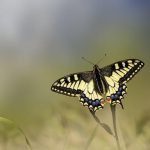 Hinges Butterfly: A Window into the Insect’s Intricate World