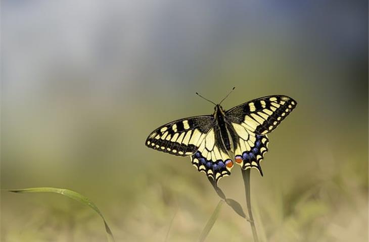 Hinges Butterfly: A Window into the Insect’s Intricate World