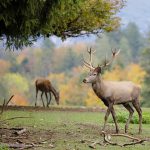 The Essential Guide to Hinged Deer Blind Windows