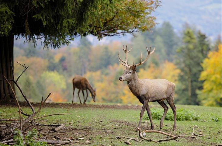 The Essential Guide to Hinged Deer Blind Windows