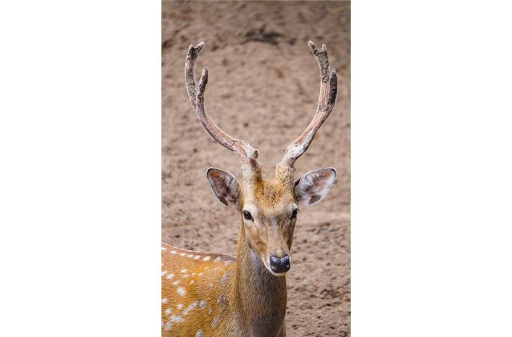 Innovations in Deer Blind Window Hinges