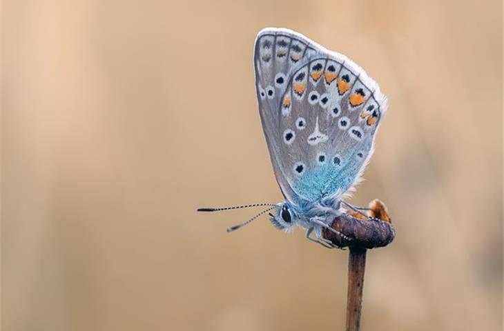 what is a butterfly hinge