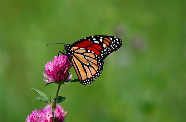 butterfly hinge cabinet