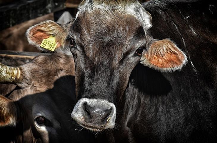 cattle gate hinge