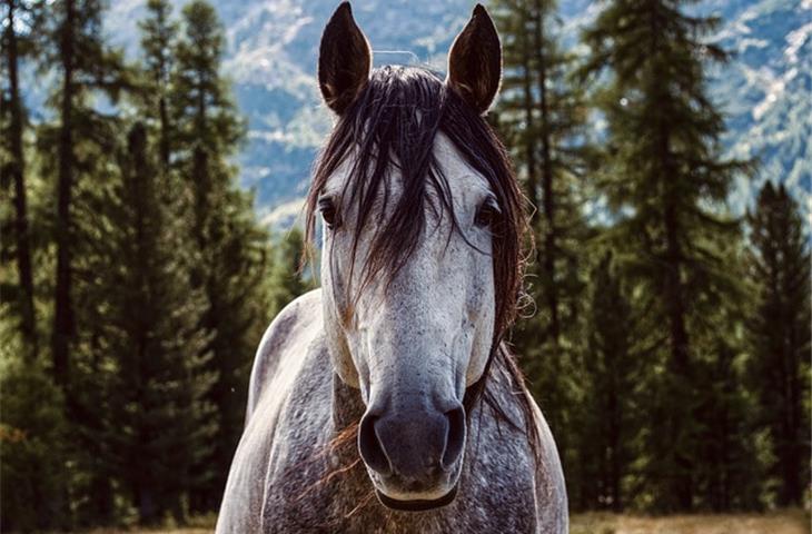 hinged horse stall doors