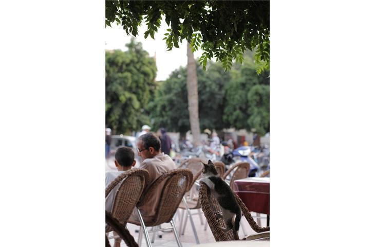 outdoor hinged chair cushions