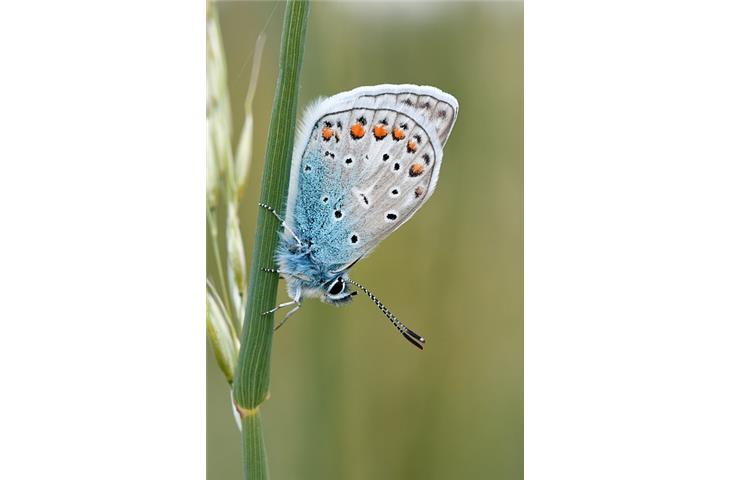 butterfly cabinet hinges