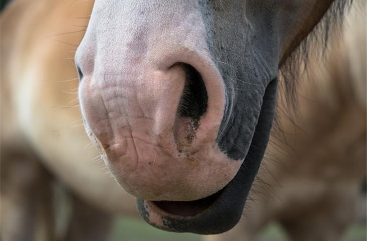 hinged nose hoop