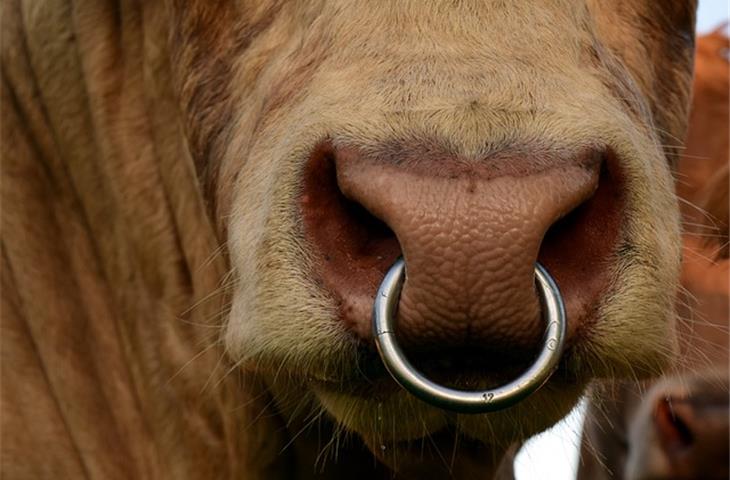 hinged hoop nose ring