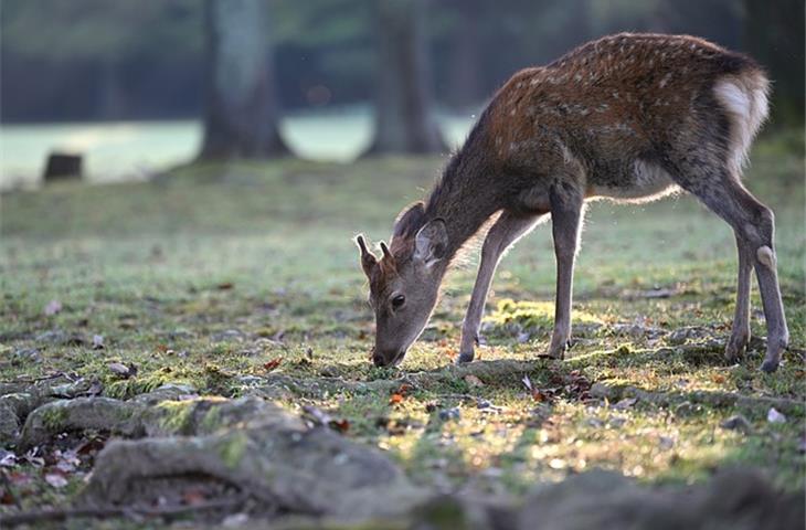 how to hinge cut trees for deer