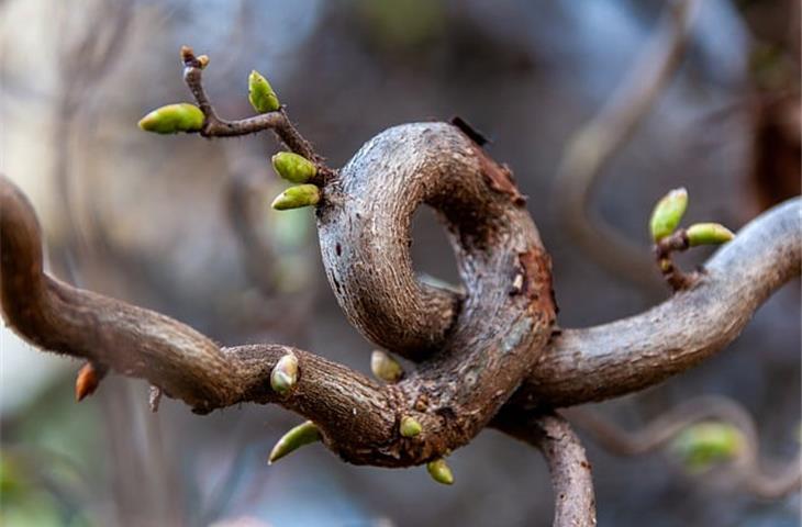 hinges with spring