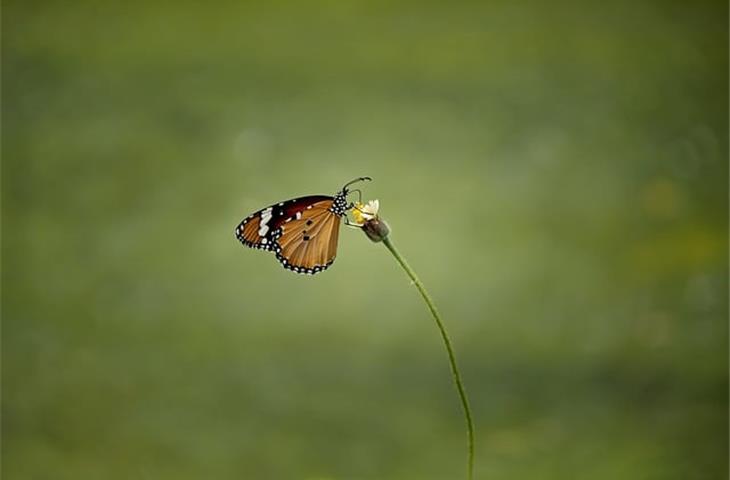 butterfly hinge