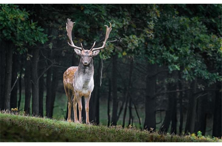 how to hinge cut trees for deer