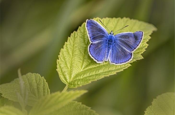 hinges butterfly