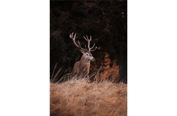 hinged deer blind windows