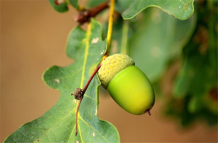 acorn hinges