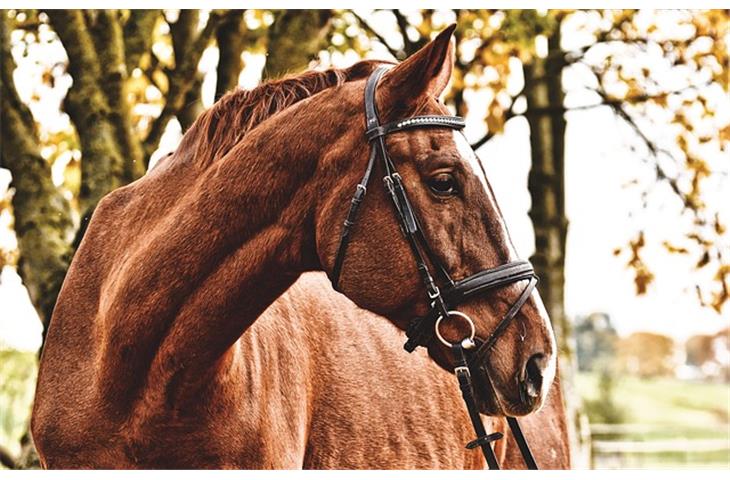 hinged horse stall doors