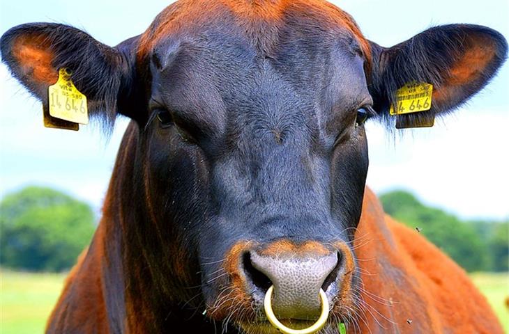 nose ring with hinge