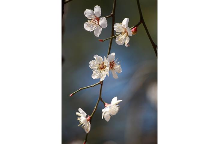 li hing plum candy