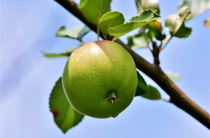 li hing sour apples